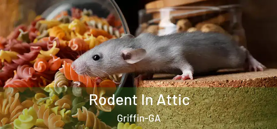 Rodent In Attic Griffin-GA