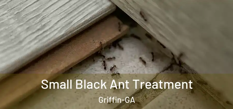  Small Black Ant Treatment Griffin-GA