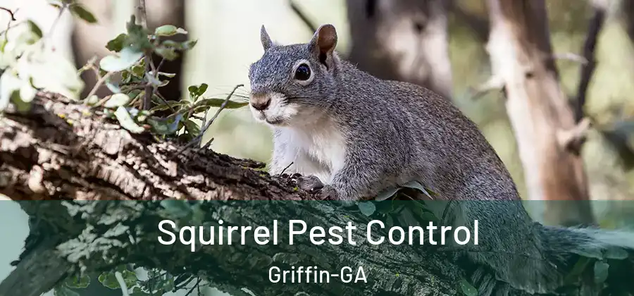 Squirrel Pest Control Griffin-GA