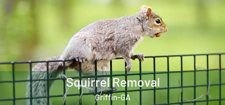 Squirrel Removal Griffin-GA