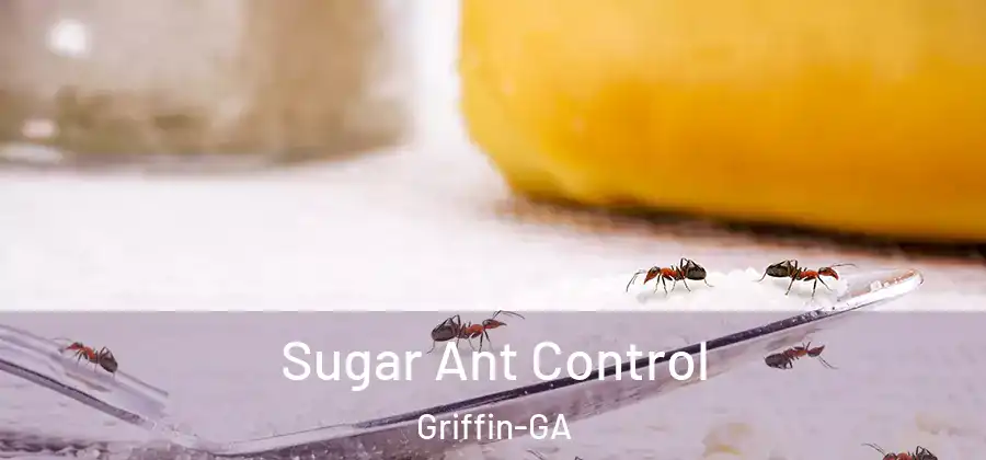 Sugar Ant Control Griffin-GA