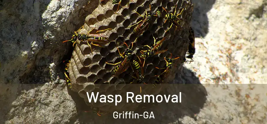 Wasp Removal Griffin-GA