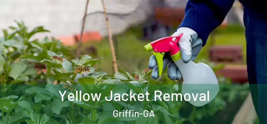 Yellow Jacket Removal Griffin-GA